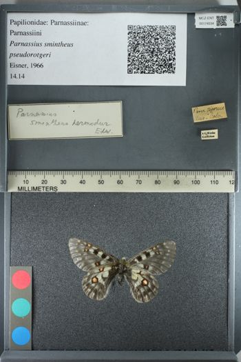 Media type: image;   Entomology 174534
